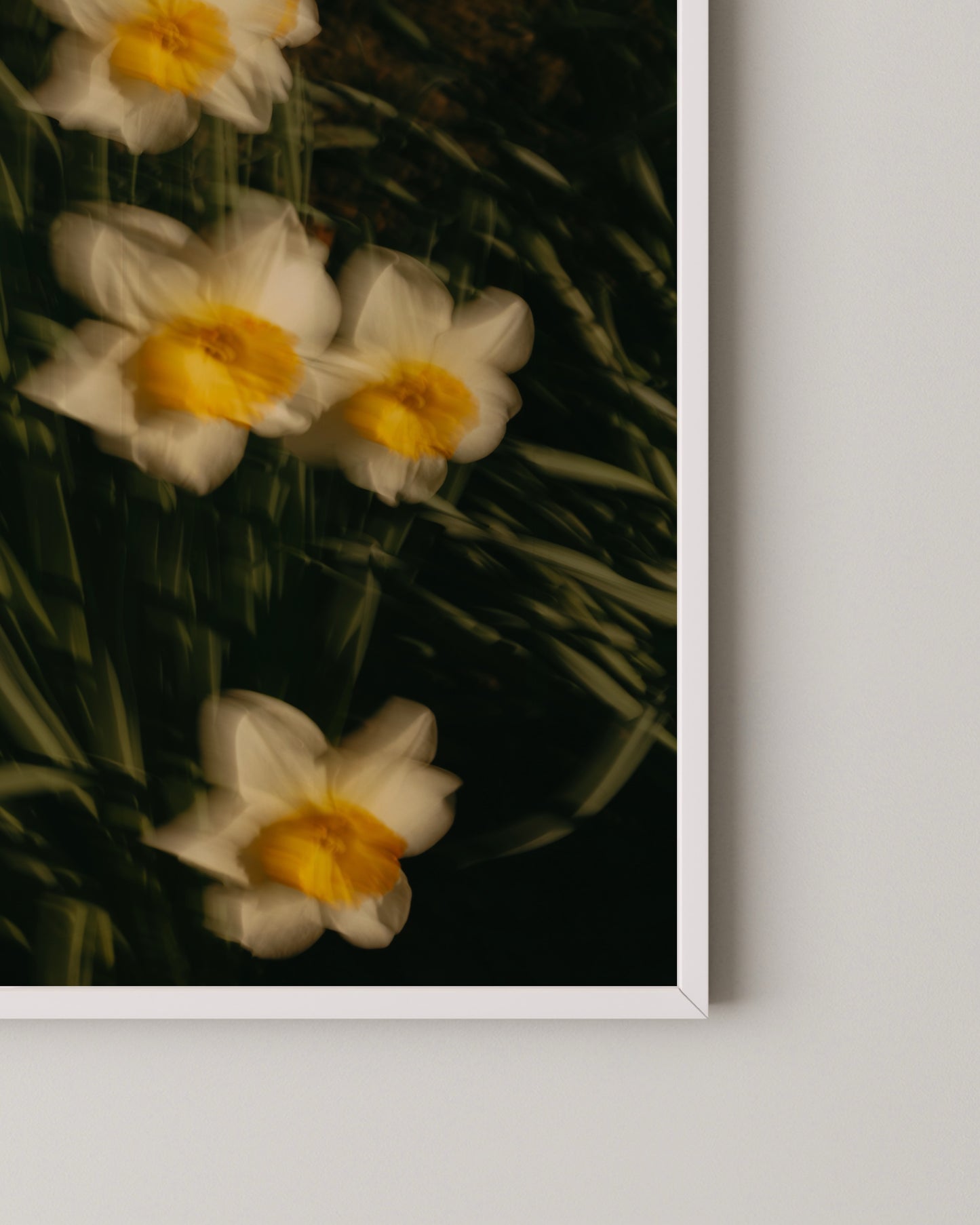 Daffodil Motion Print