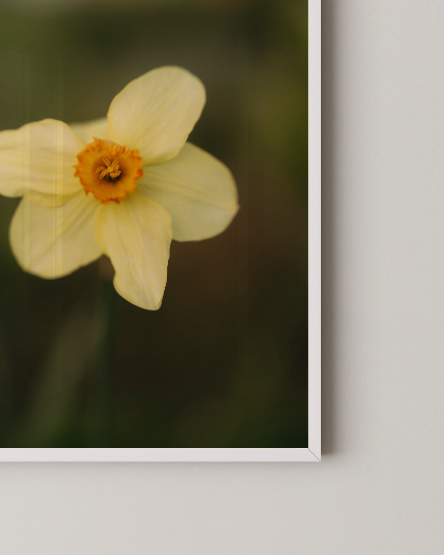 Daffodil Print