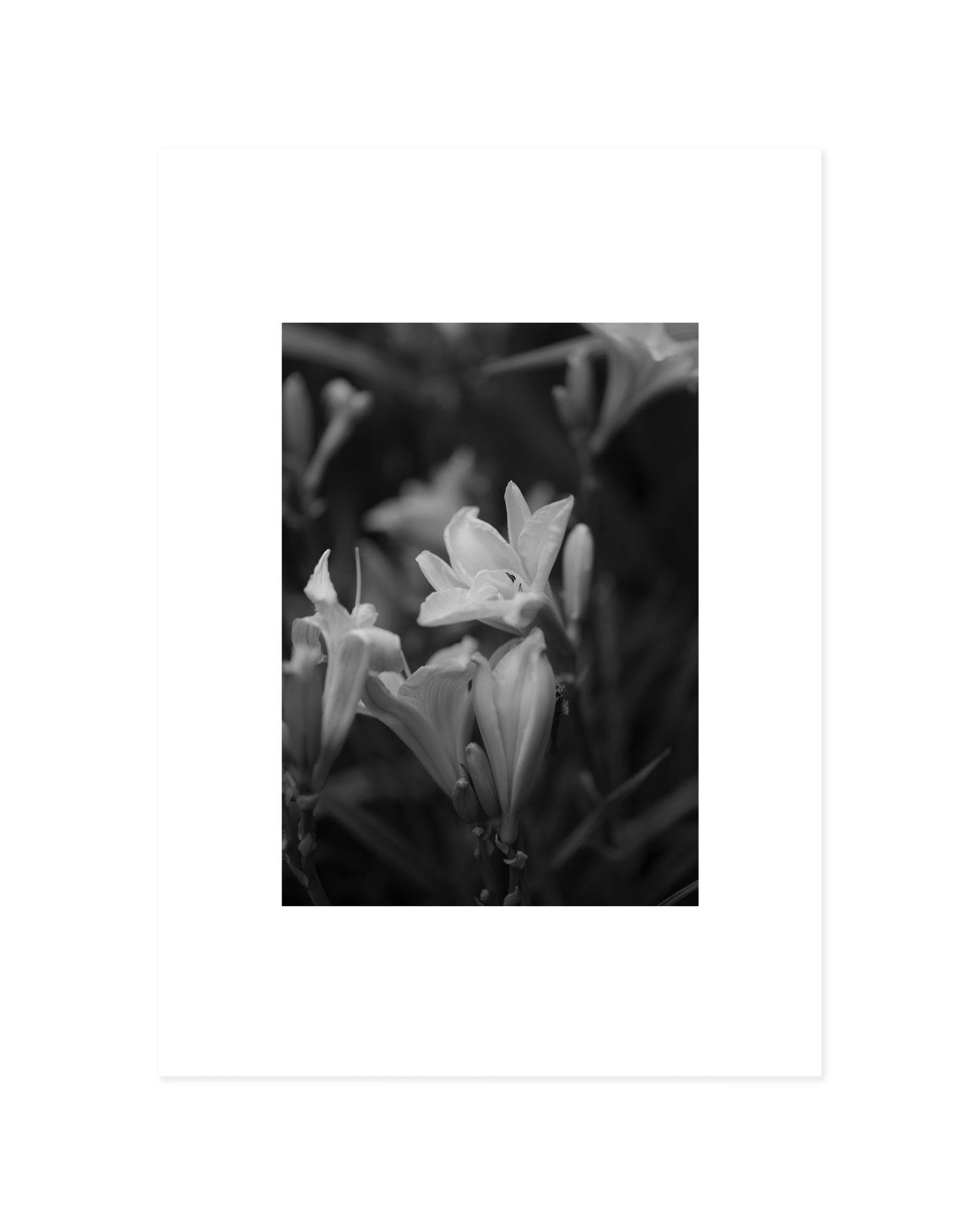 Moody Tones. Quiet Bloom printable wall art by Paperhus