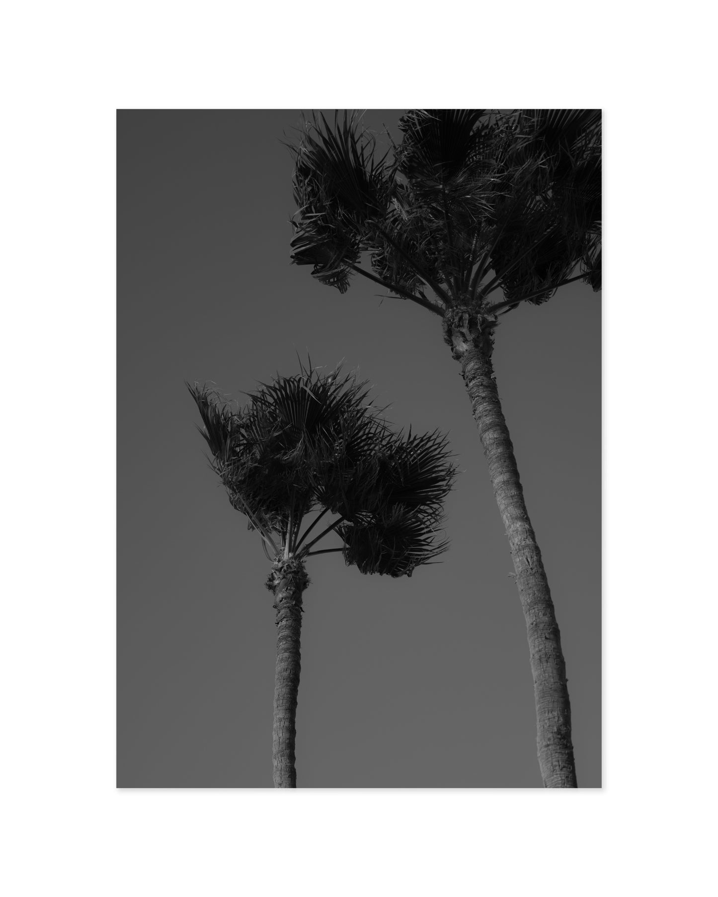 Palm Tree Photography Printable Wall Art | Digital Download printable wall art by Paperhus