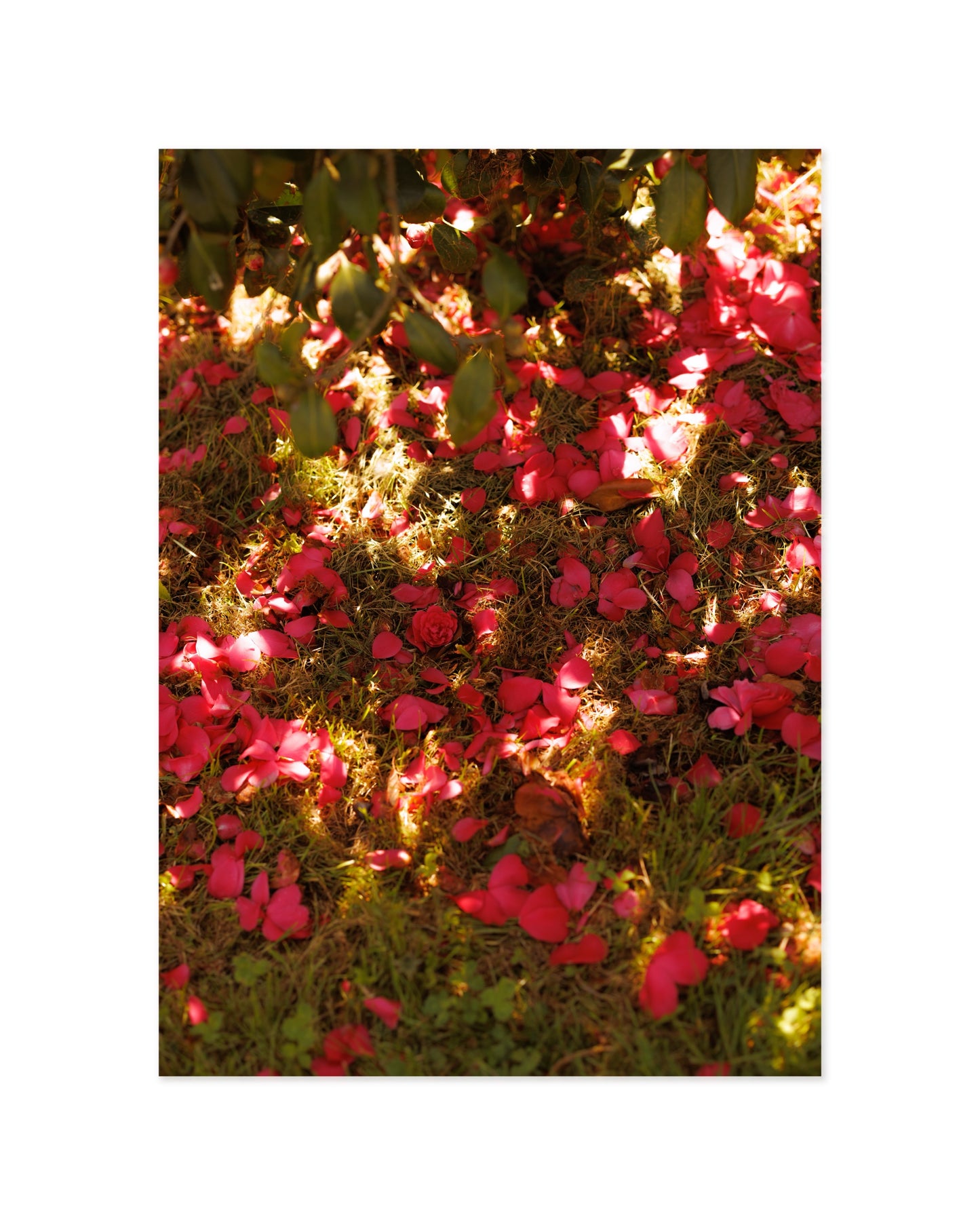 Flower Photography Printable Wall Art | Digital Download printable wall art by Paperhus