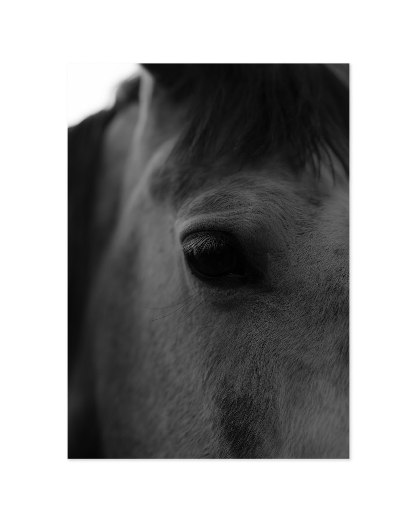Moody Tones. Horse Portrait printable wall art by Paperhus