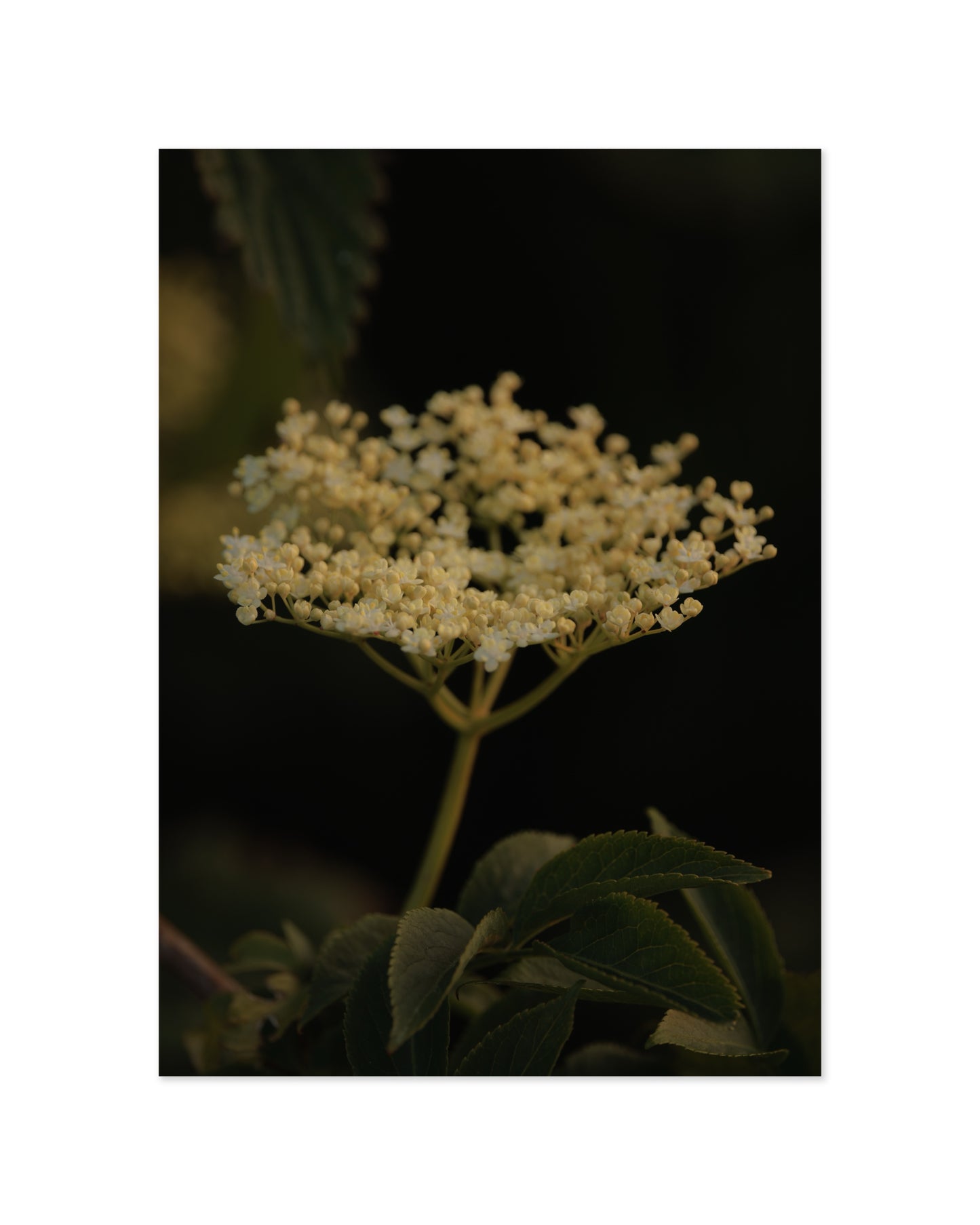 Countryside Studies. Elderflower printable wall art by Paperhus