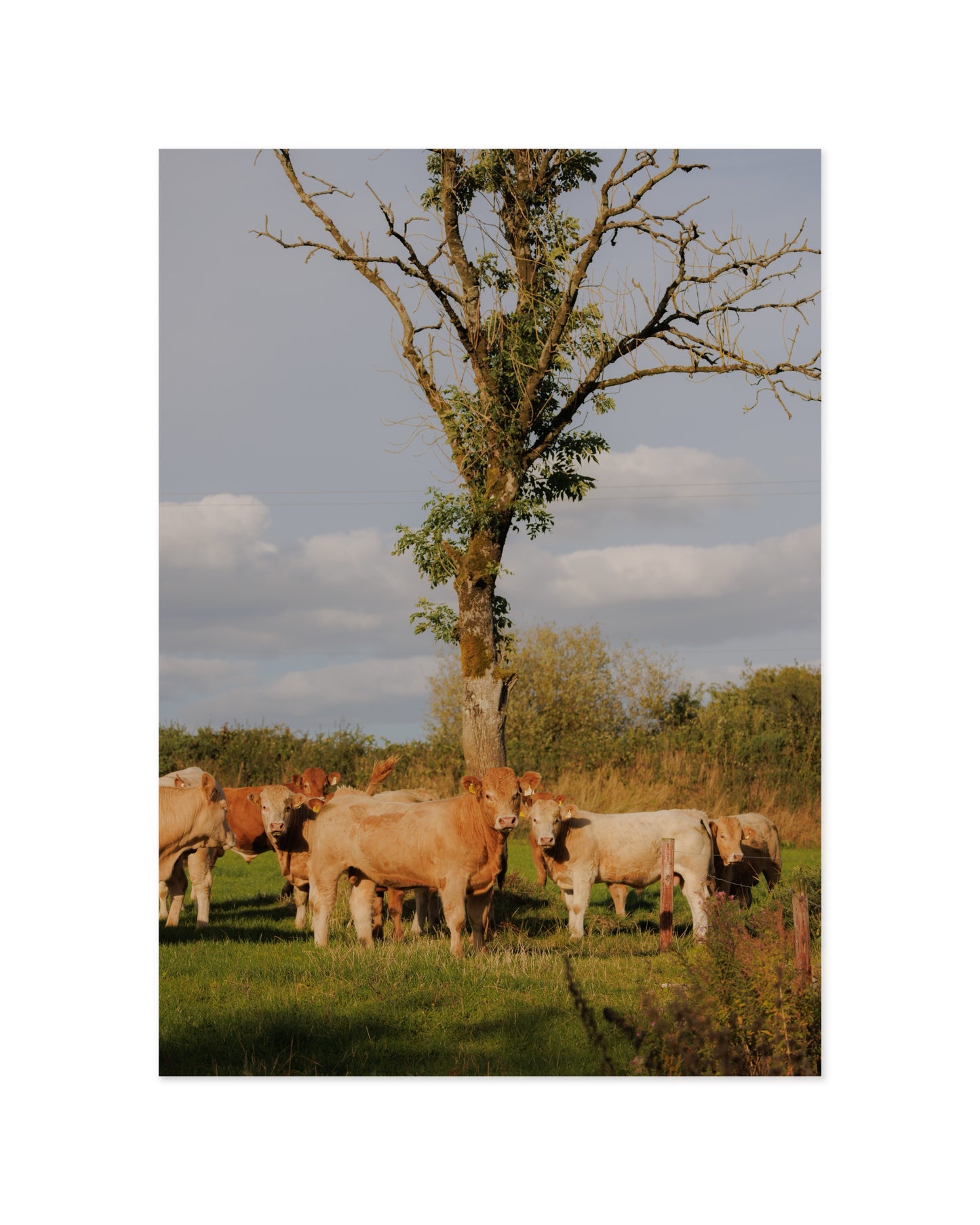 Countryside Studies. The Watchers printable wall art by Paperhus