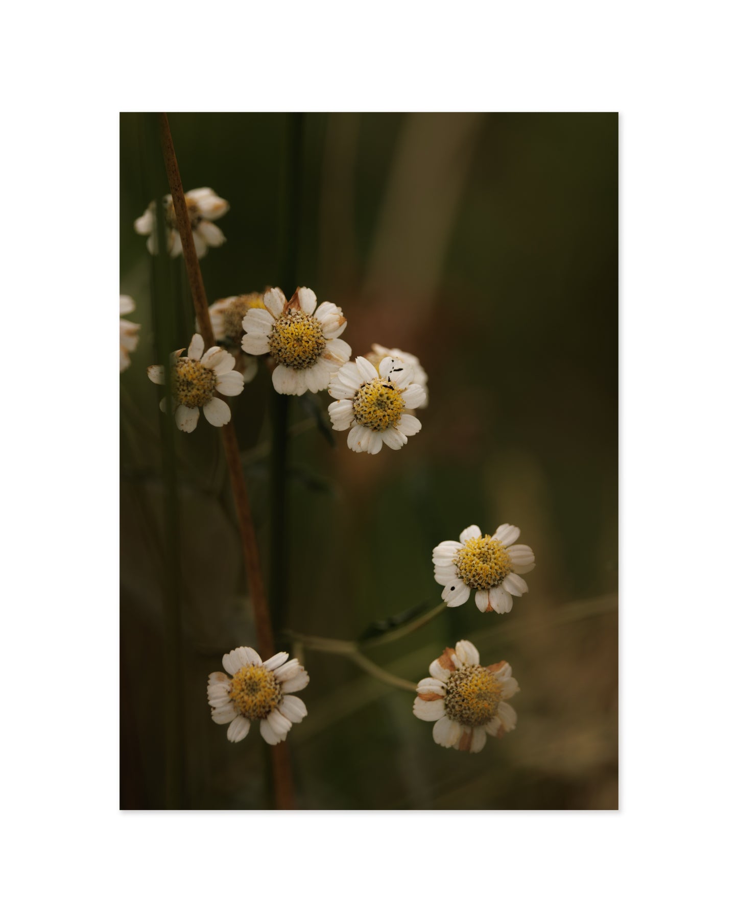 Countryside Studies. Rustic Florals printable wall art by Paperhus