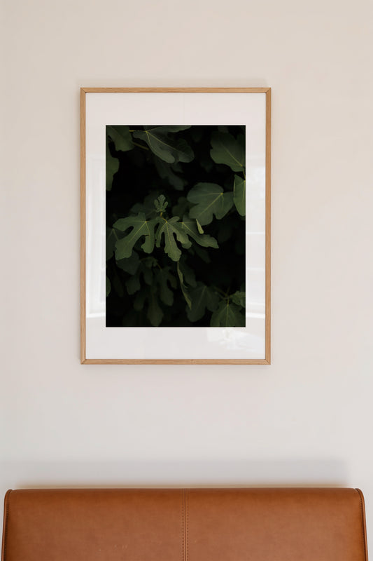 Fig Leaves Photography Wall Art