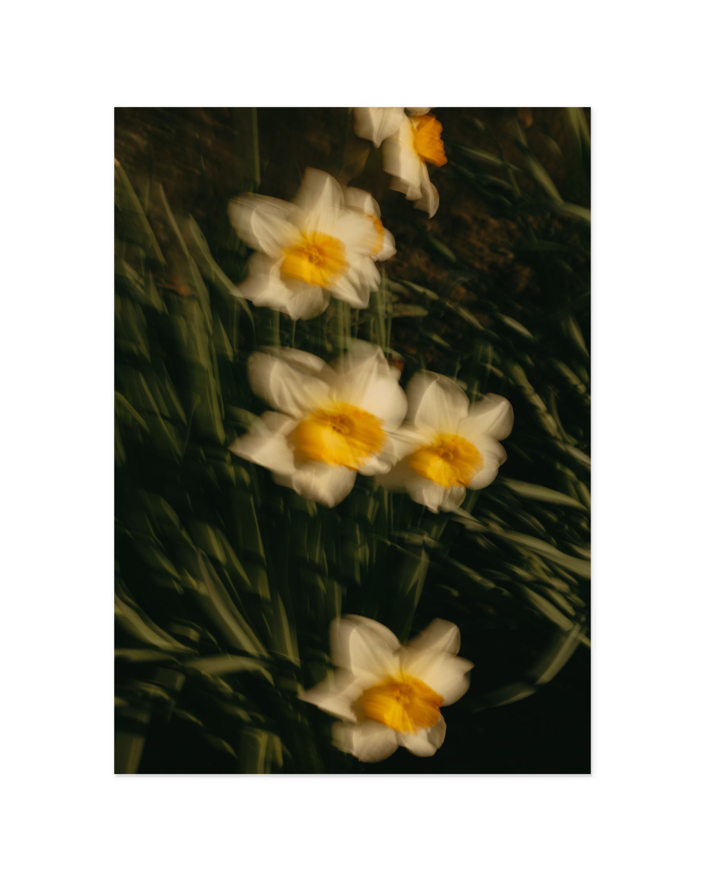 Daffodil Photography. Set Of 2-printable wall art by Paperhus