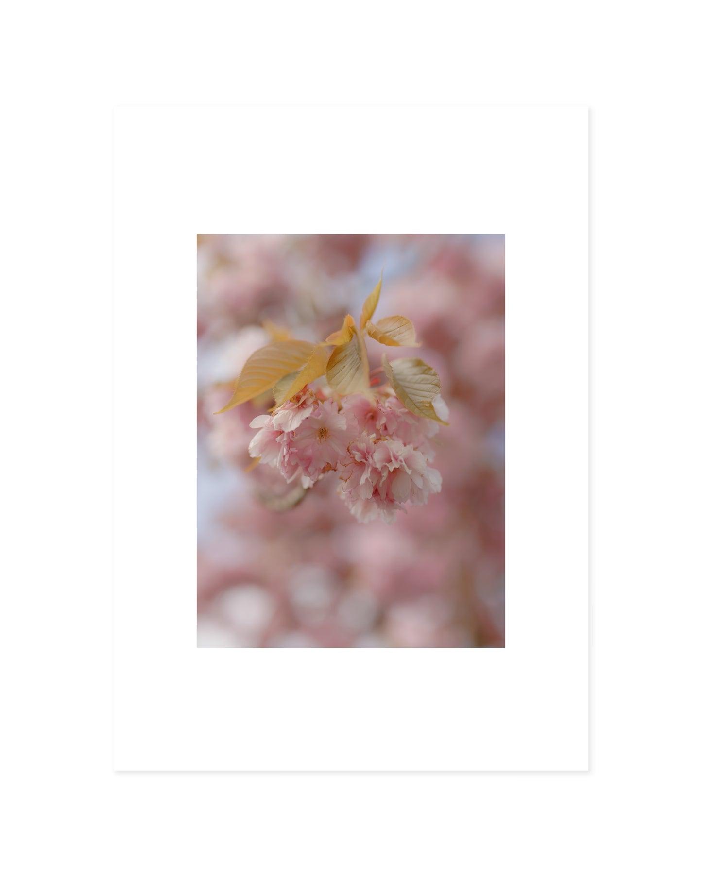 Spring In Bloom. Soft Bloom printable wall art by Paperhus