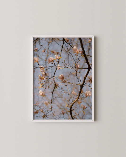 Magnolia Tree Print