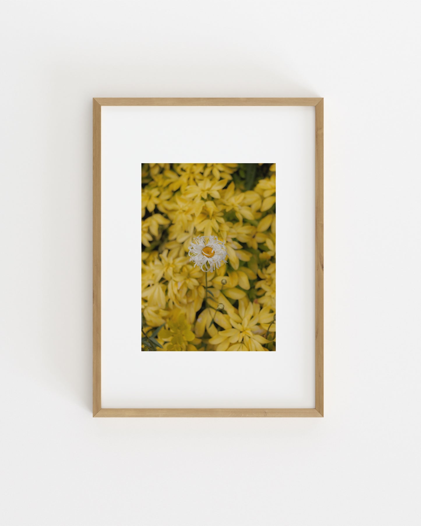 Botanical Photography. Set printable wall art by Paperhus