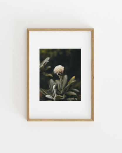 Botanical Photography. Set printable wall art by Paperhus