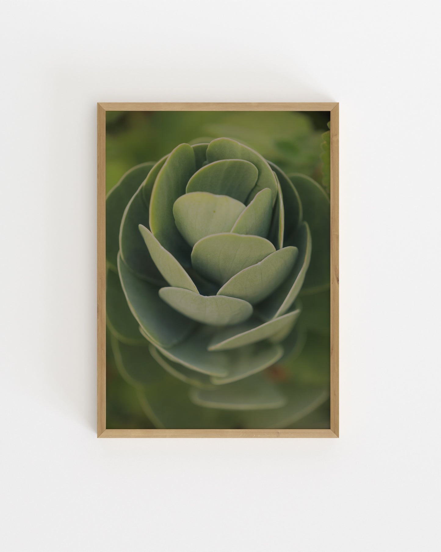 Succulent Photography Printable Wall Art | Digital Download printable wall art by Paperhus