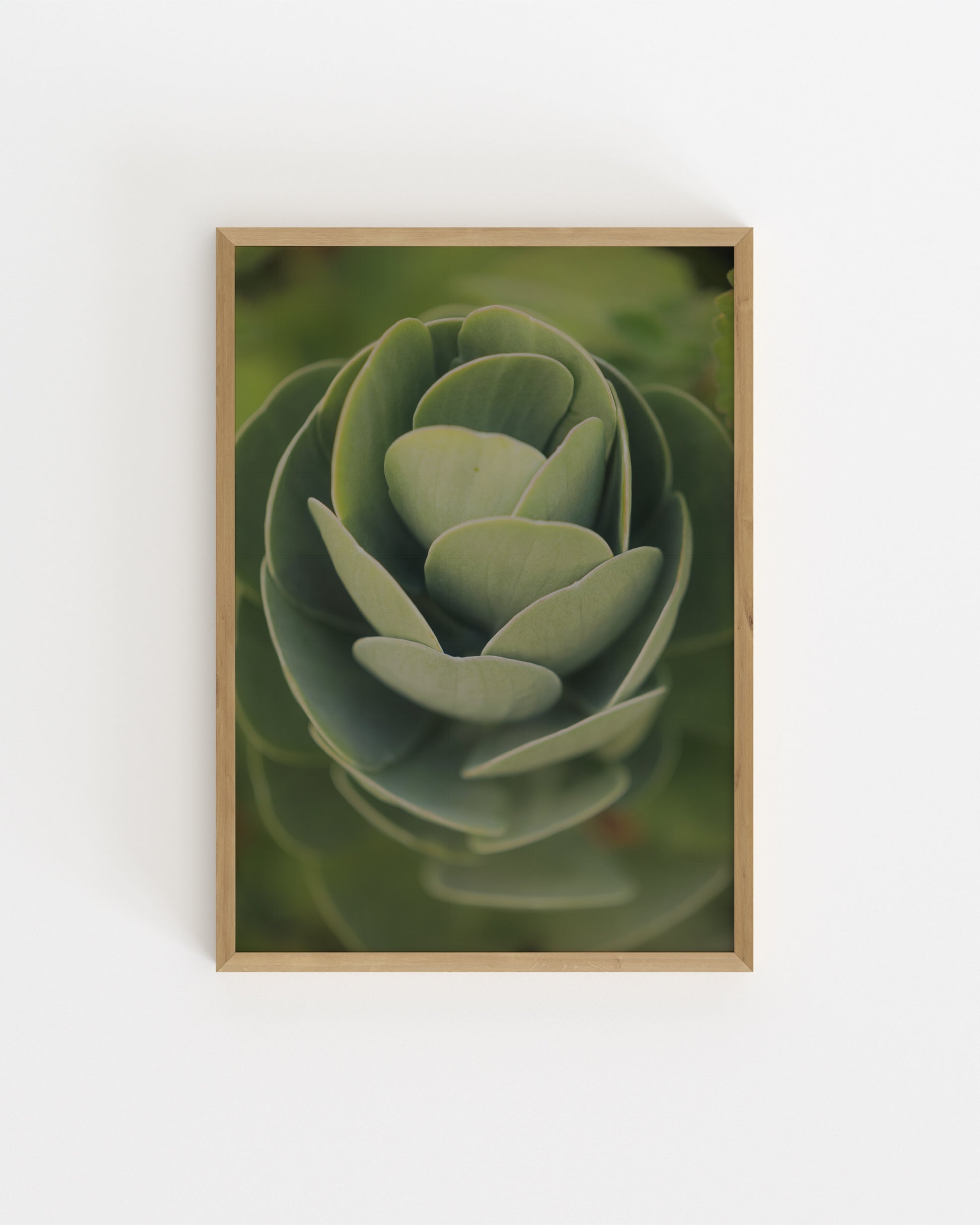 Succulent Photography Printable Wall Art | Digital Download printable wall art by Paperhus