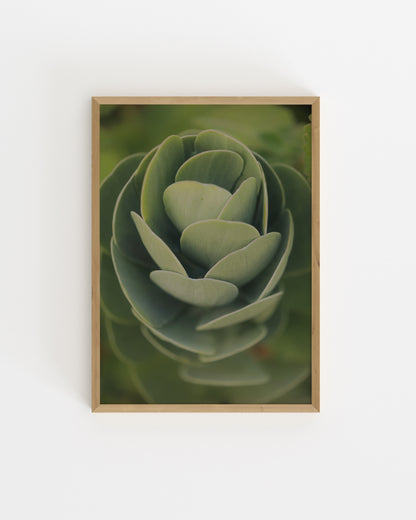 Succulent Photography Printable Wall Art | Digital Download printable wall art by Paperhus
