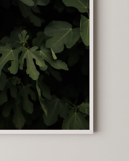 Fig Leaves Print- Wall Art -Paperhus- Printable wall art - Instant downloads - DIY home decor -Paperhus