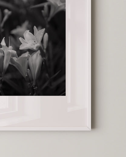 Shadow Bloom Print- Wall Art -Paperhus- Printable wall art - Instant downloads - DIY home decor -Paperhus