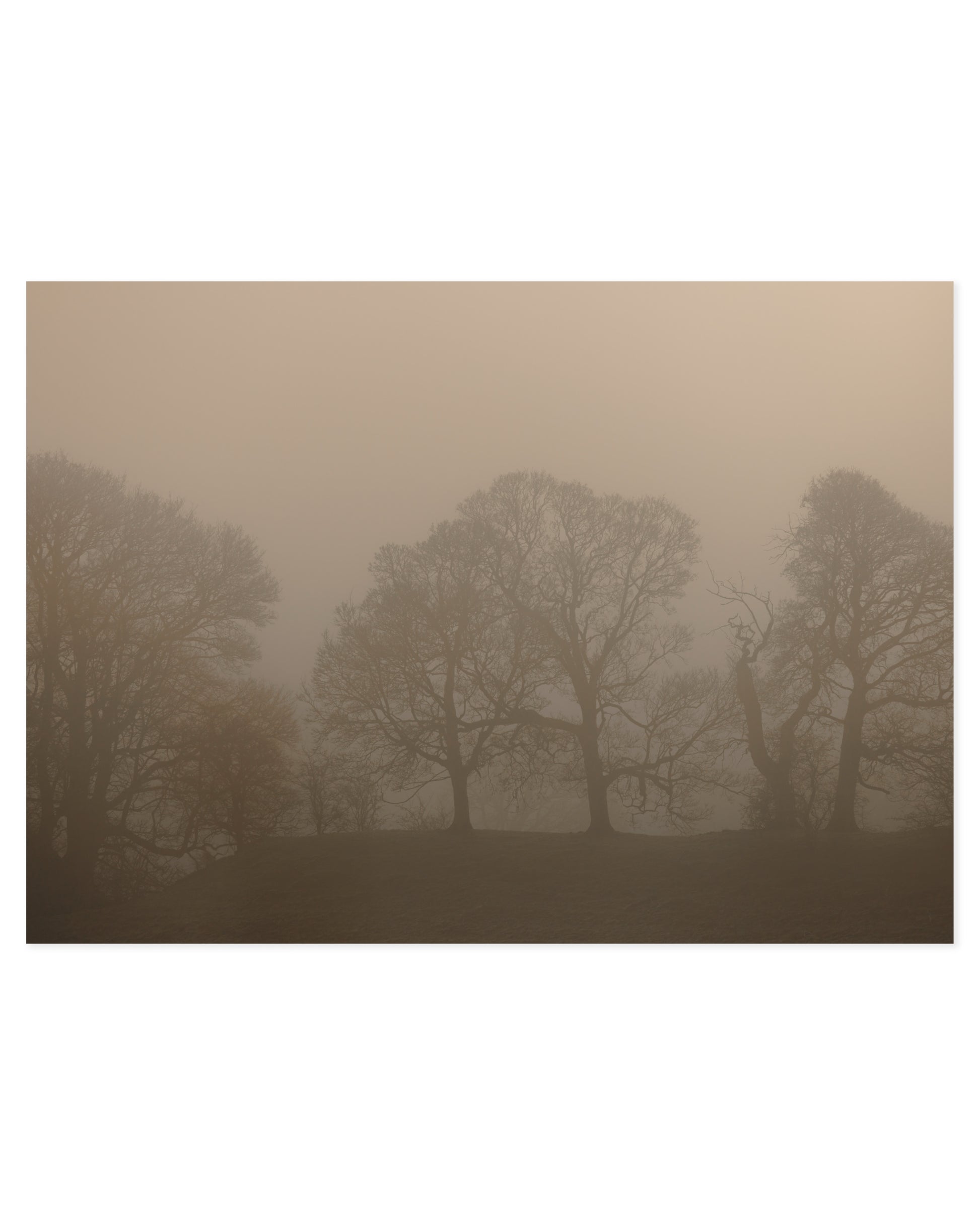 Moody Tones. Woodland II printable wall art by Paperhus