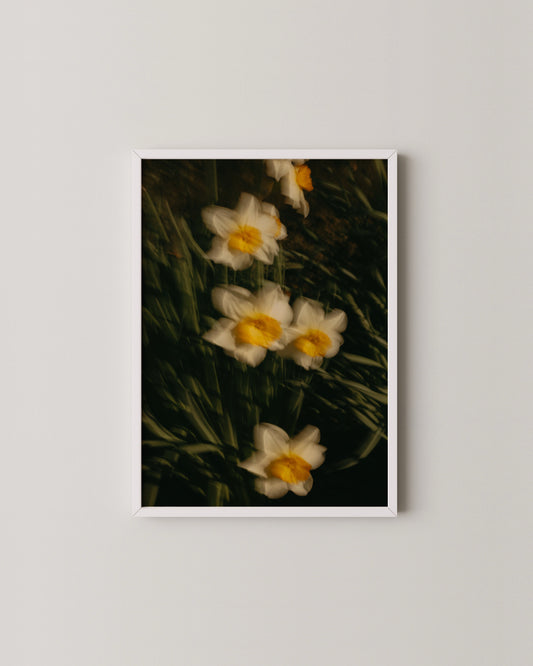 Daffodil Motion Print