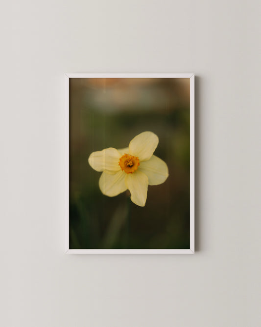 Daffodil Print