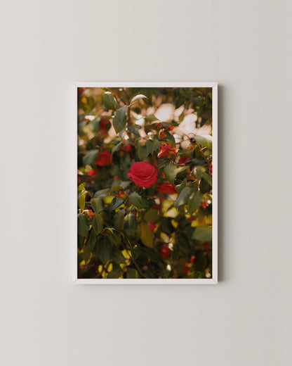 Santillana del Mar | 3 Print Photography Set