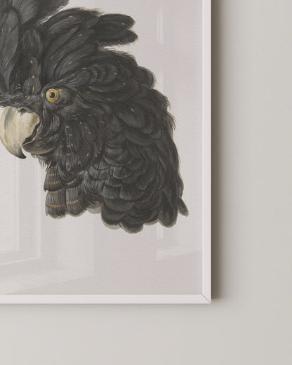 Black Cockatoo Print