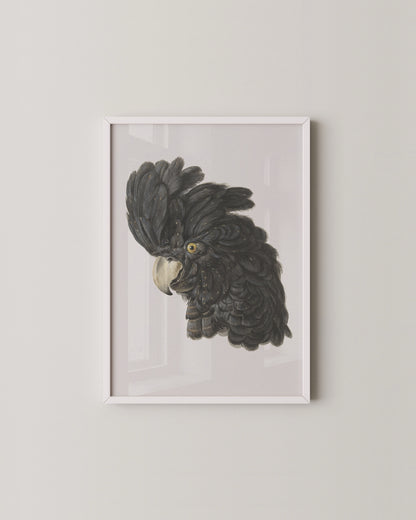 Black Cockatoo Print