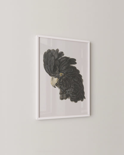 Black Cockatoo Print
