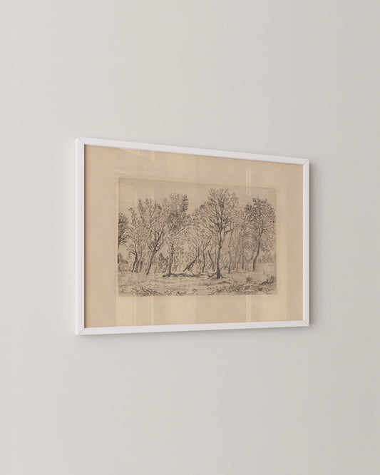 Antique Tree Etching Print