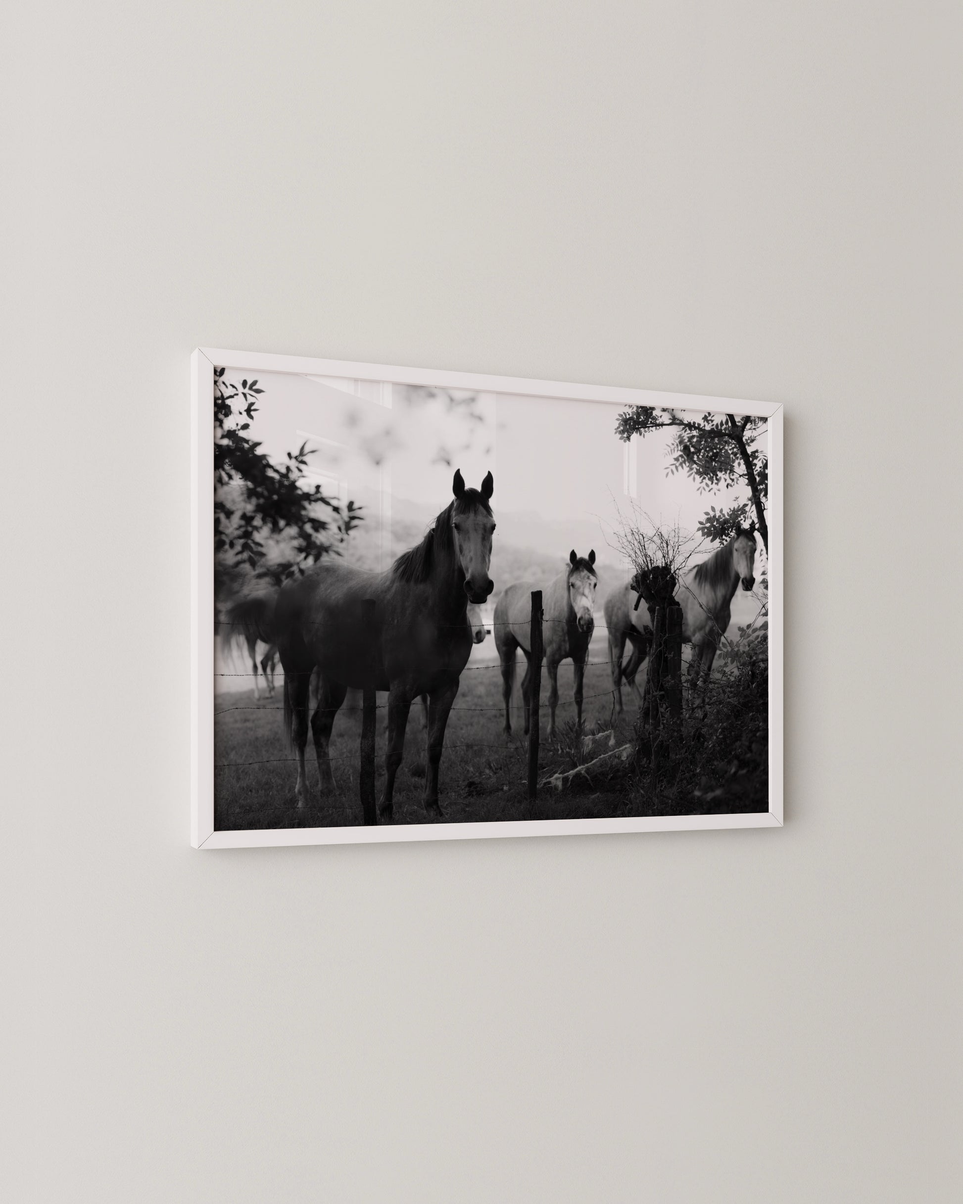 Horse Photography Print- Wall Art -Paperhus- Printable wall art - Instant downloads - DIY home decor -Paperhus