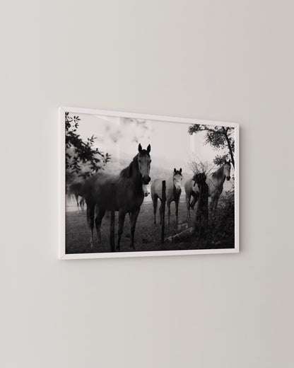 Horse Photography Print- Wall Art -Paperhus- Printable wall art - Instant downloads - DIY home decor -Paperhus