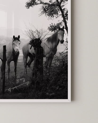 Horse Photography Print- Wall Art -Paperhus- Printable wall art - Instant downloads - DIY home decor -Paperhus