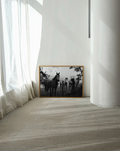 Horse Photography Print- Wall Art -Paperhus- Printable wall art - Instant downloads - DIY home decor -Paperhus