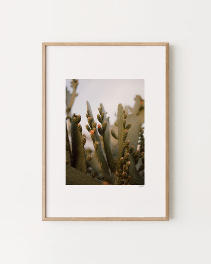 Photography. Cacti Print