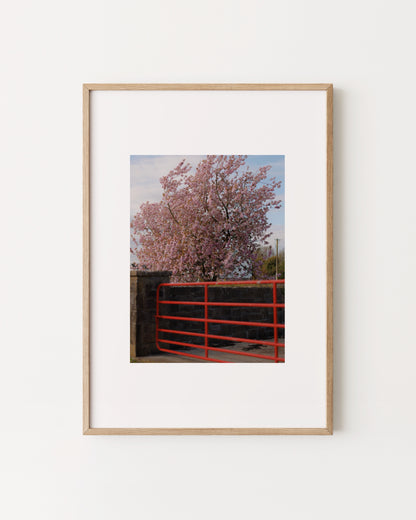 Spring In Bloom. Red Gate Print