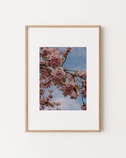 Spring In Bloom. Pink Sakura Print