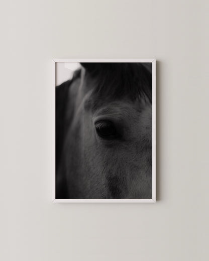 Fine Art Horse Gallery- Wall Art -Paperhus- Printable wall art - Instant downloads - DIY home decor -Paperhus