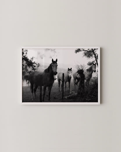 Fine Art Horse Gallery- Wall Art -Paperhus- Printable wall art - Instant downloads - DIY home decor -Paperhus