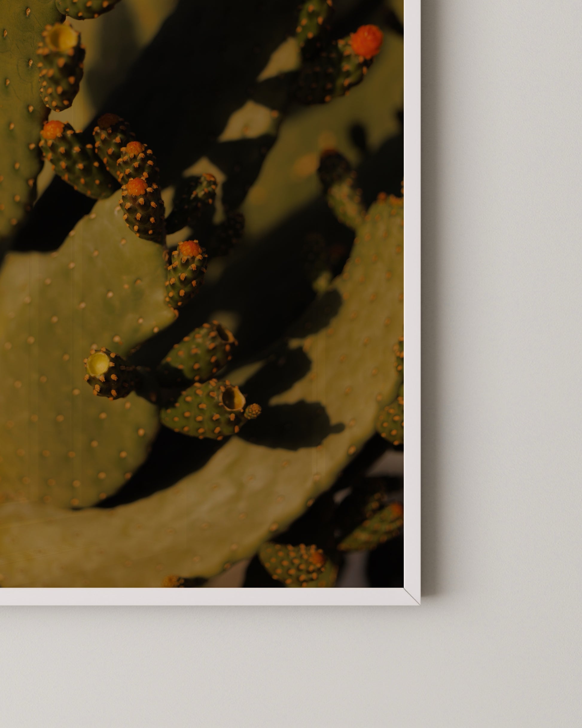 Cactus Photography Print- Wall Art -Paperhus- Printable wall art - Instant downloads - DIY home decor -Paperhus