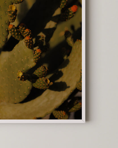 Cactus Photography Print- Wall Art -Paperhus- Printable wall art - Instant downloads - DIY home decor -Paperhus