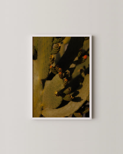 Cactus Photography Print- Wall Art -Paperhus- Printable wall art - Instant downloads - DIY home decor -Paperhus