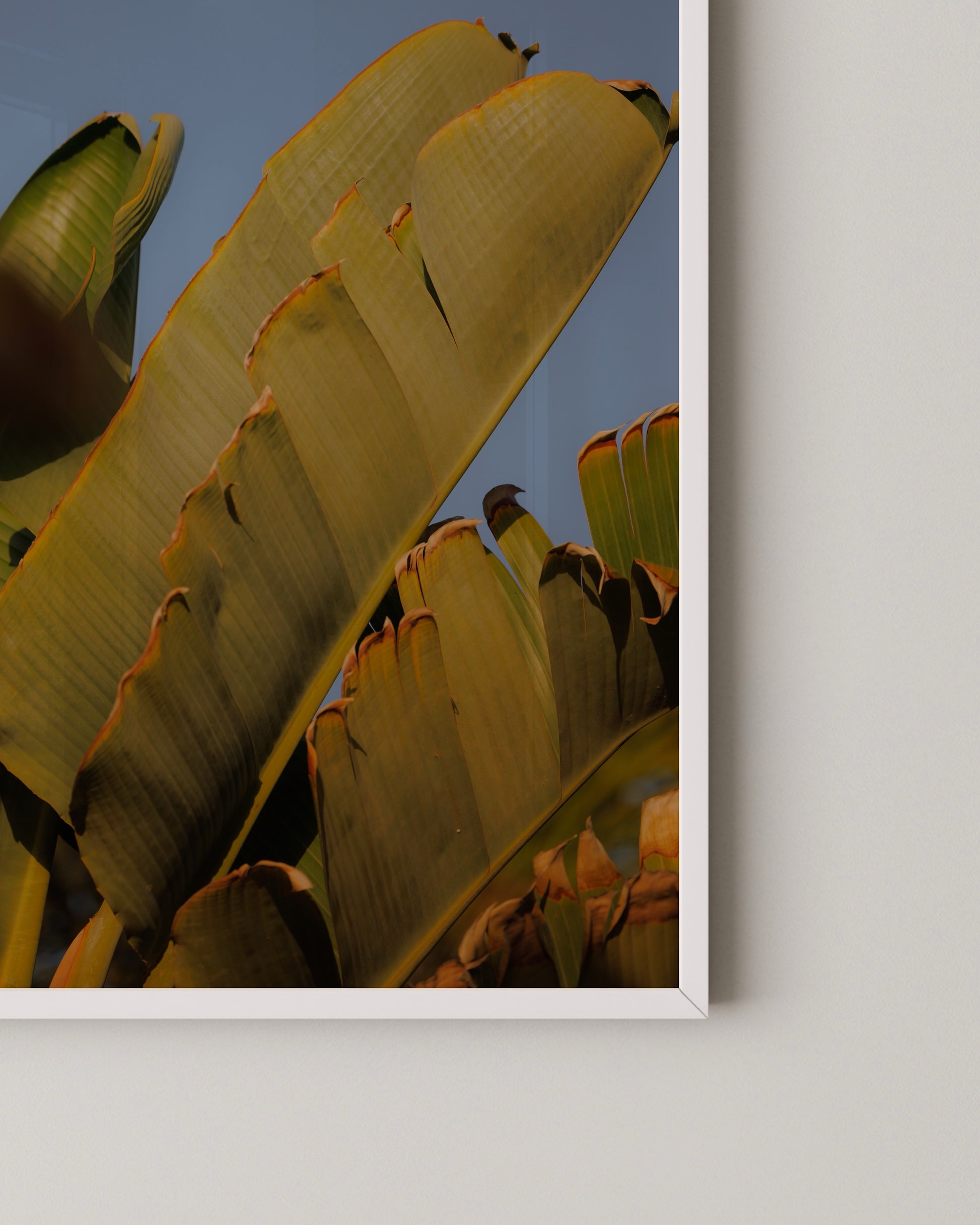 Banana Leaf Photo Print- Wall Art -Paperhus- Printable wall art - Instant downloads - DIY home decor -Paperhus