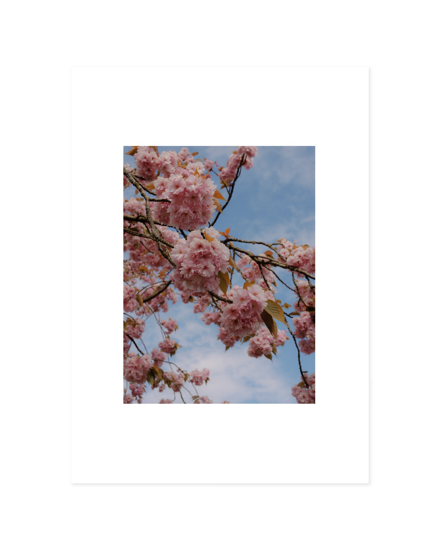 Spring In Bloom. Pink Sakura printable wall art by Paperhus