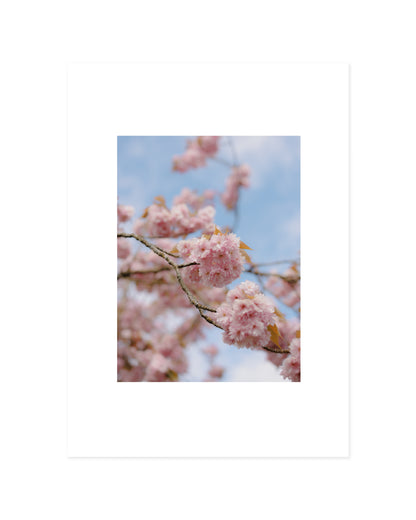 Spring In Bloom. Bloom Study printable wall art by Paperhus