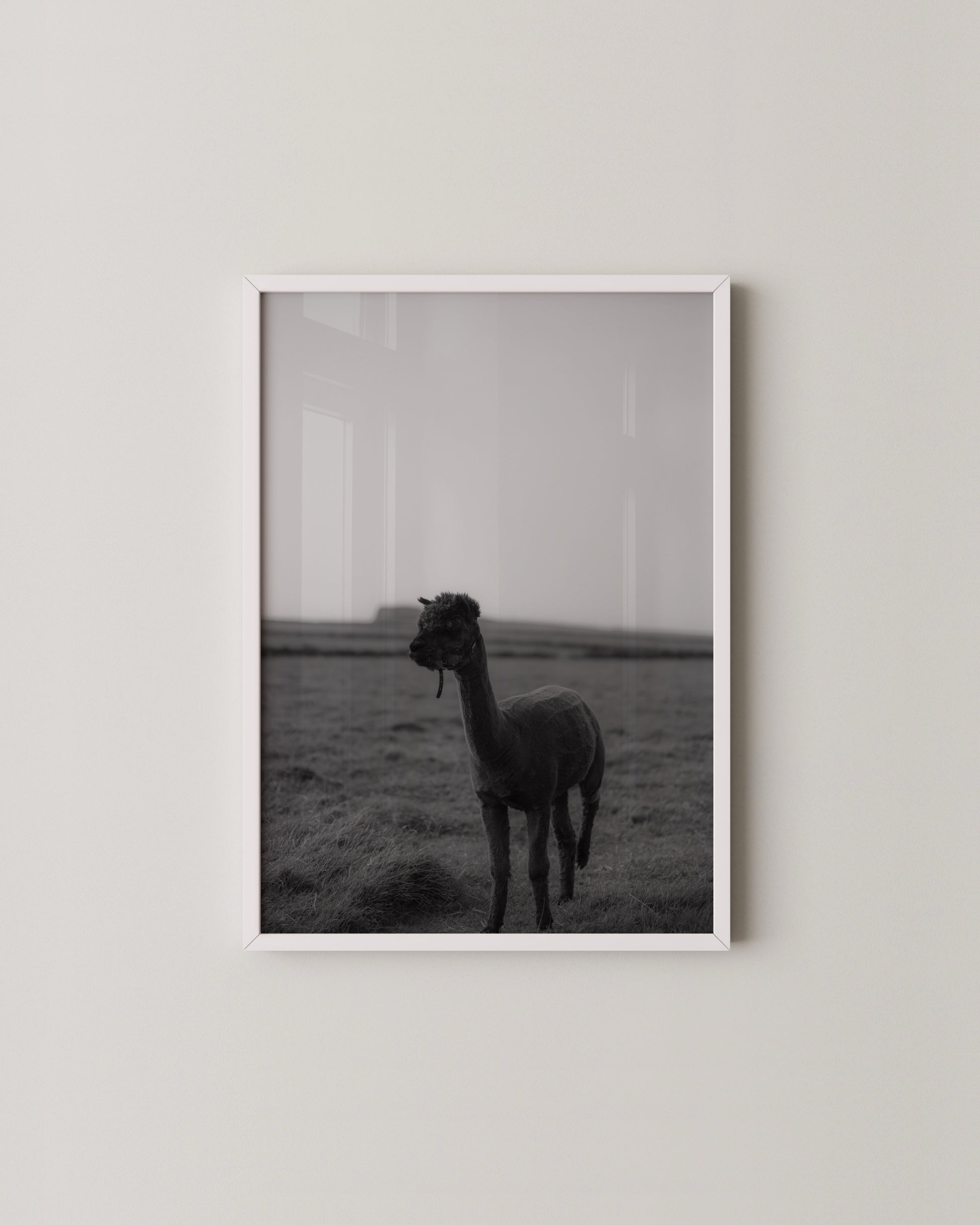 B&W Alpaca Print- Wall Art -Paperhus- Printable wall art - Instant downloads - DIY home decor -Paperhus