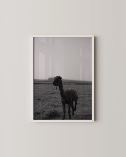 B&W Alpaca Print- Wall Art -Paperhus- Printable wall art - Instant downloads - DIY home decor -Paperhus