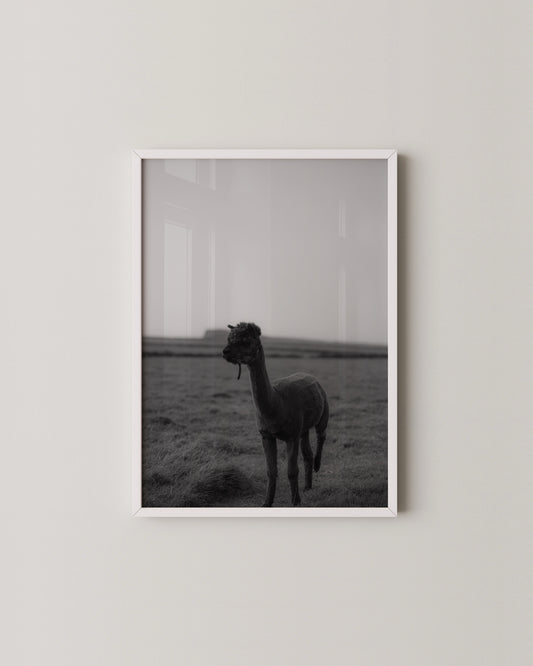 B&W Alpaca Print- Wall Art -Paperhus- Printable wall art - Instant downloads - DIY home decor -Paperhus