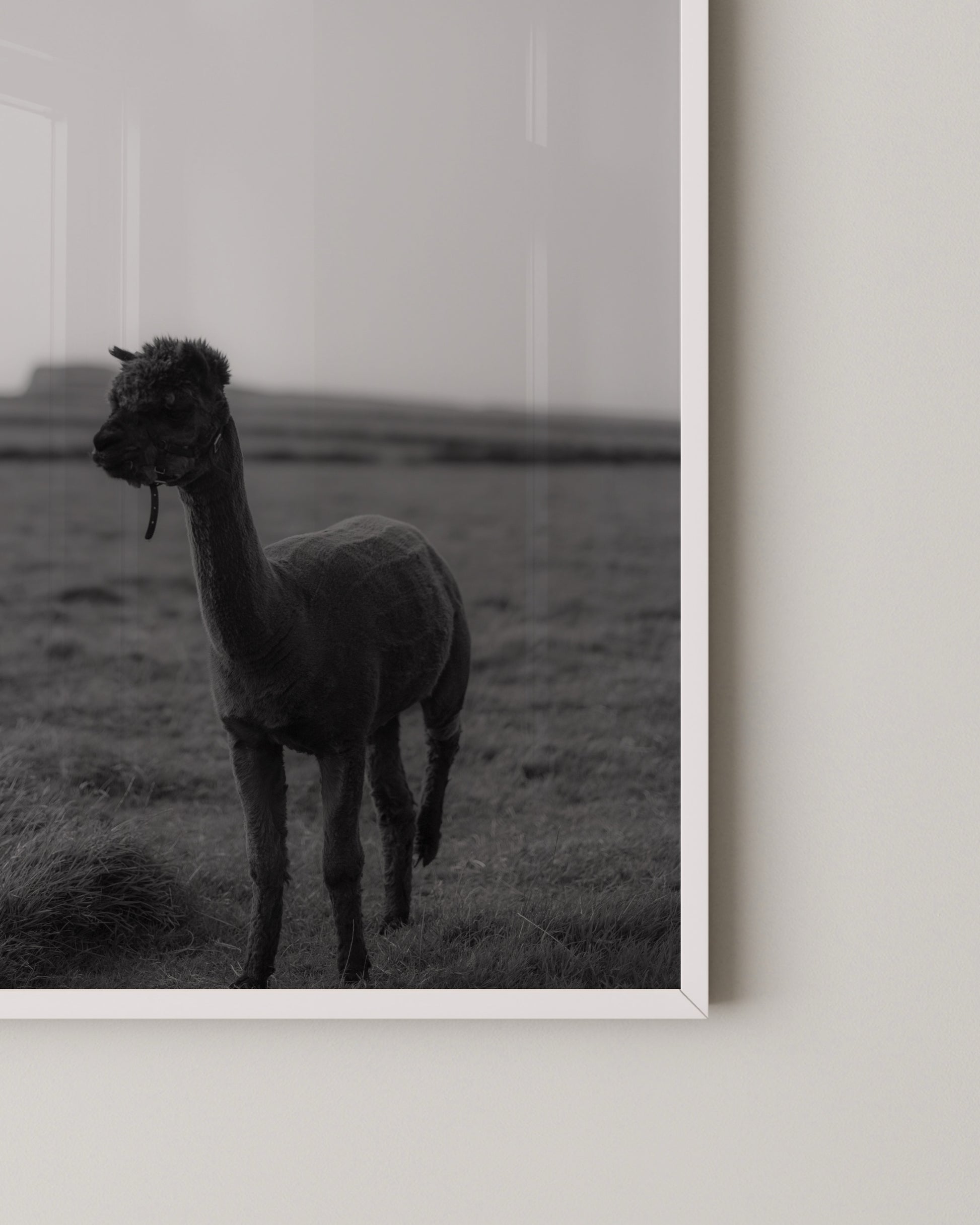 B&W Alpaca Print- Wall Art -Paperhus- Printable wall art - Instant downloads - DIY home decor -Paperhus