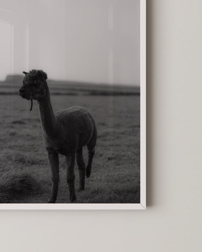B&W Alpaca Print- Wall Art -Paperhus- Printable wall art - Instant downloads - DIY home decor -Paperhus