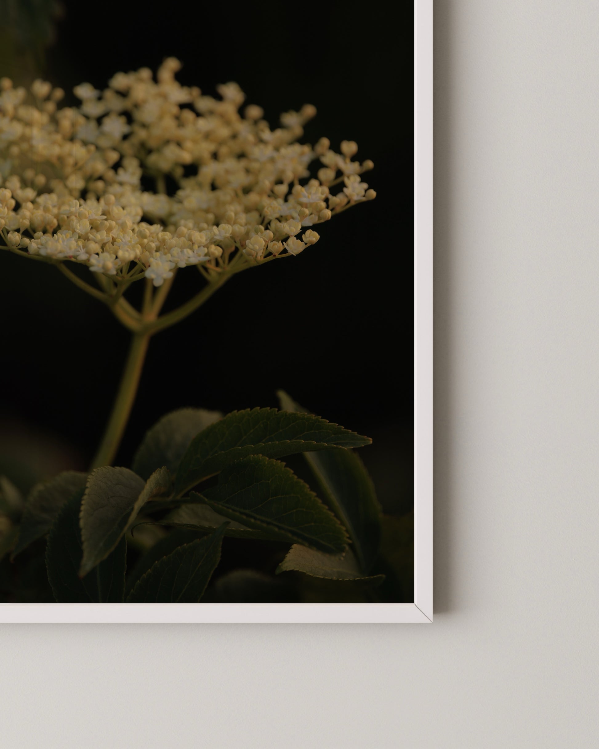 Elderflower Print- Wall Art -Paperhus- Printable wall art - Instant downloads - DIY home decor -Paperhus