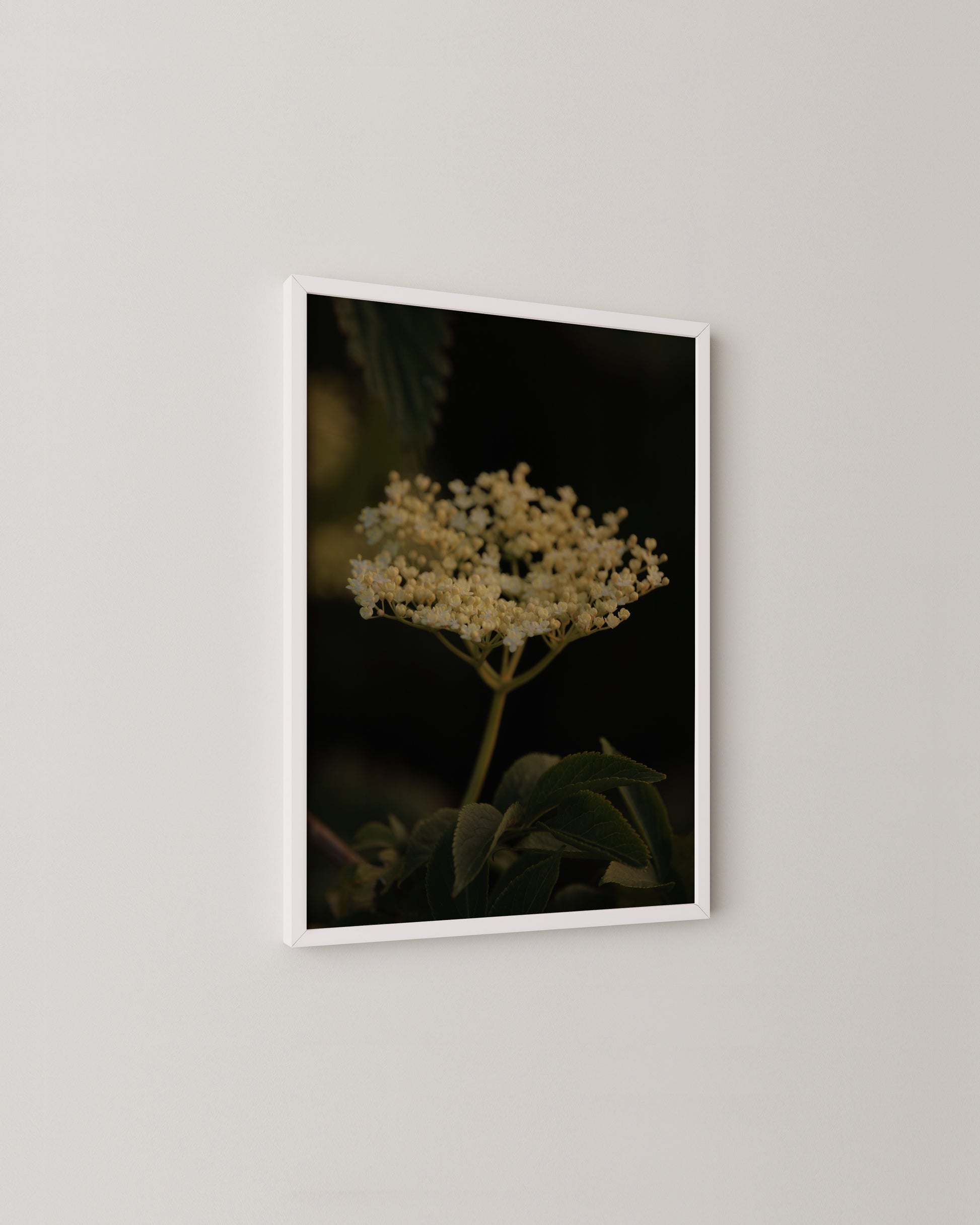 Elderflower Print- Wall Art -Paperhus- Printable wall art - Instant downloads - DIY home decor -Paperhus